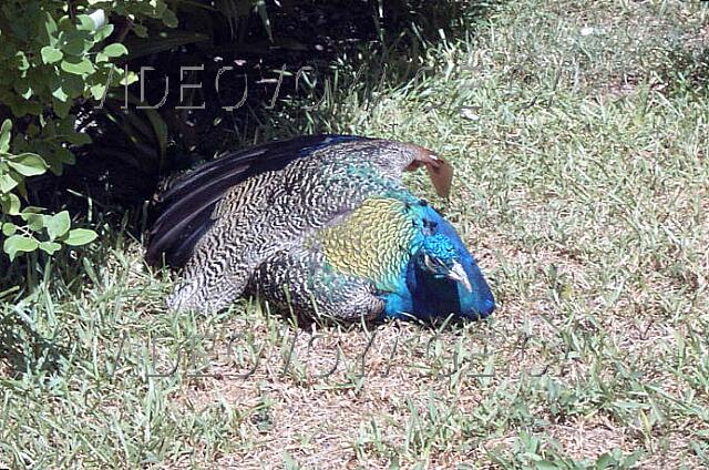 Mexique Cancun Maya Caribe A peacock walking freely on the site.