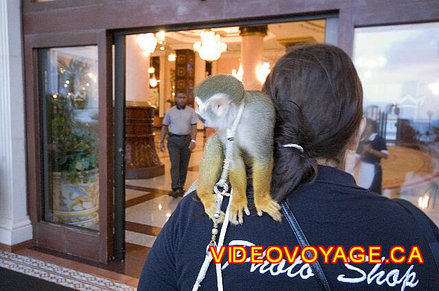 Mexique Cancun Riu Palace Las Americas A photographer with a small monkey.