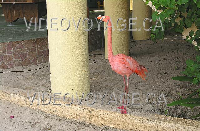 Cuba Cayo Guillermo Iberostar Daiquiri Parfois un flammand rose se promène sur le site.