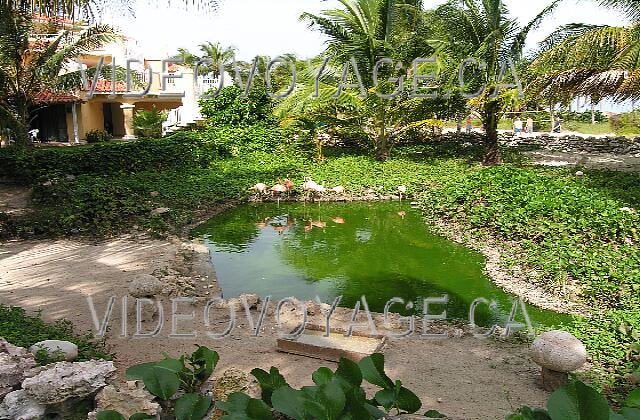 Cuba Cayo Guillermo Iberostar Daiquiri A pond with pink flemish.