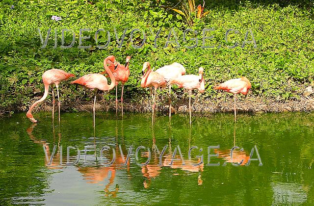 Cuba Cayo Guillermo Iberostar Daiquiri Sometimes a pink flemish walks on site to explore.