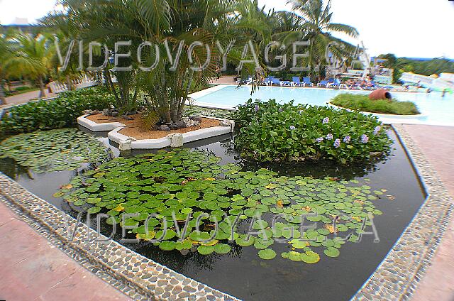 Cuba Cayo Guillermo Melia Cayo Guillermo A beautiful landscaping around the pool.