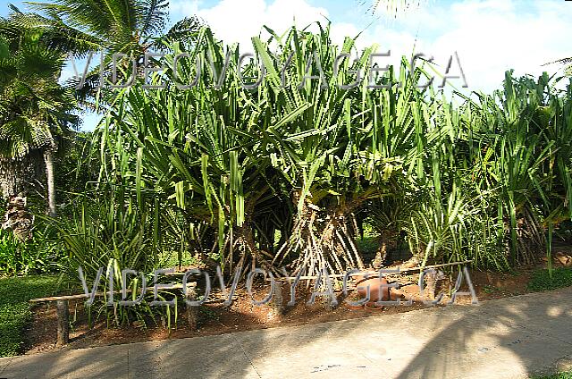 Cuba Cayo-Coco Sol Cayo-Coco Abundante vegetación en el sitio.