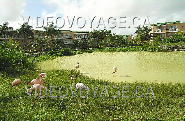 Cuba Cayo-Coco TRYP Cayo-Coco A pond in the west end of the site with pink flemish.