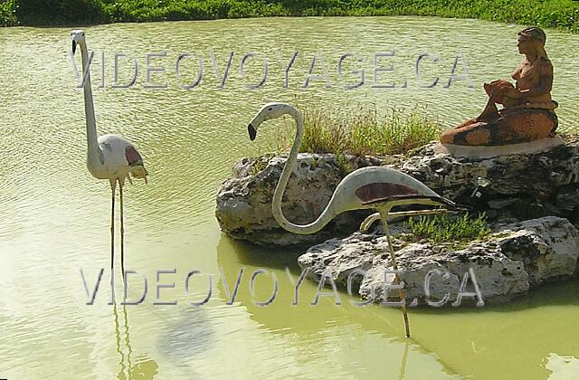 Cuba Cayo-Coco TRYP Cayo-Coco In the center of the pond.