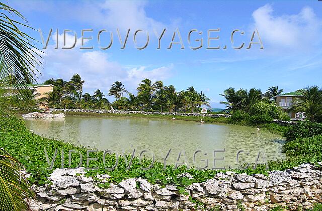 Cuba Cayo-Coco TRYP Cayo-Coco Un lago en la zona oeste del sitio con flamenco rosa.