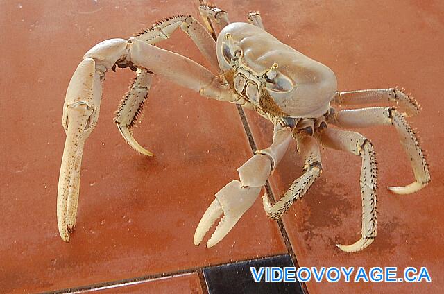 Cuba Cayo Largo Ole Playa Blanca We must not forget that at the end of June, the crabs are numerous for the breeding season. This seems a few weeks time and no more.