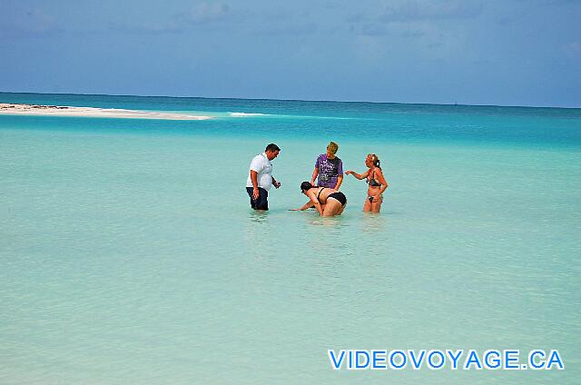 Cuba Cayo Largo Gran Caribe Cayo Largo La découverte d'étoiles de mer