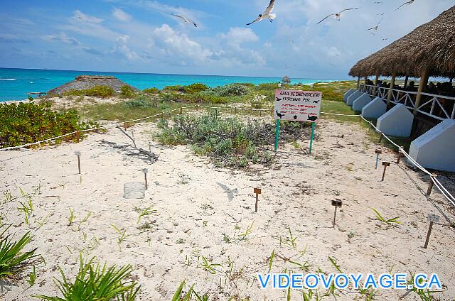 Cuba Cayo Largo Sol Cayo Largo Cerca de la playa, un área para huevos de tortuga.