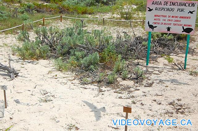 Cuba Cayo Largo Sol Cayo Largo Cercas impiden el acceso a las aves huevos.