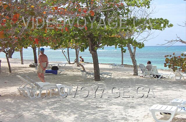 Cuba Guardalavaca Brisas Guardalavaca Una vegetación diferente en la playa de la sección villa.