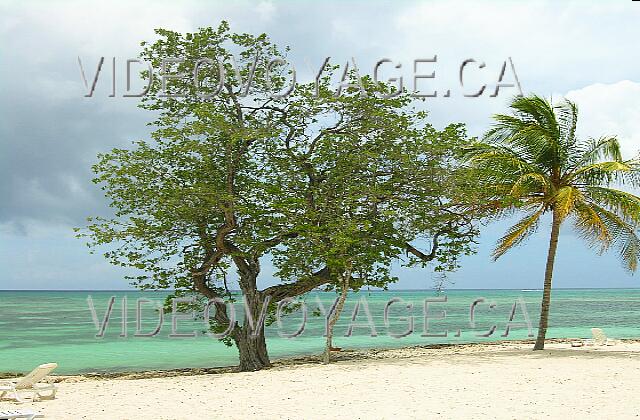 Cuba Guardalavaca Brisas Guardalavaca Diferentes árboles en la orilla del mar.