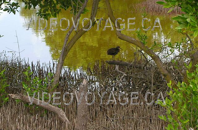 Cuba Guardalavaca Playa Costa Verde In the lagoon, a very active life and a beautiful scenery.