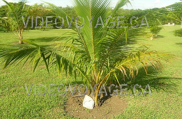 Cuba Guardalavaca Paradisus Rio de oro Trees in the backyard with inscriptions on small stones, date and name of the couple that is married at the Paradisus.