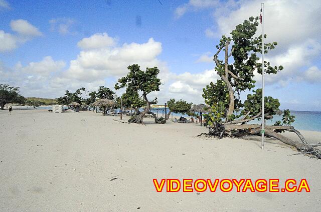 Cuba Guardalavaca Playa Pesquero Plusieurs gros arbres qui ont été déraciné lors de la dernière tempête...