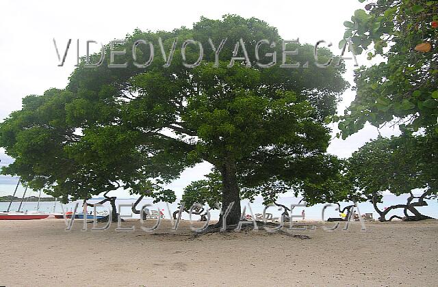 Cuba Guardalavaca Playa Pesquero De gros arbres qui poussent dans le sable...