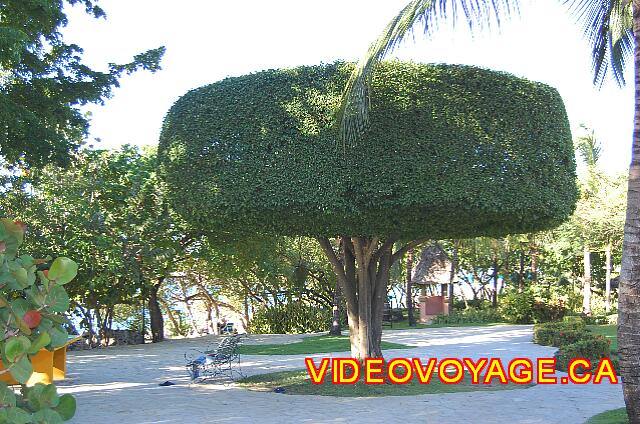 Republique Dominicaine Sosua Casa Marina Beach & Reef A sharpened tree demonstrates the complex landscape management.