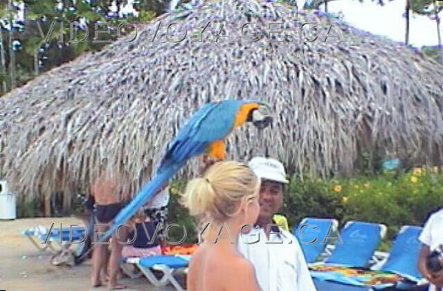 Republique Dominicaine Puerto Plata Grand Oasis Marien Ici, un employé de l'animation se promenant avec cet immense oiseau que les clients adorent apprivoisé.