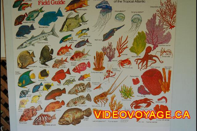 Republique Dominicaine Puerto Plata Iberostar Costa Dorada Fish industry