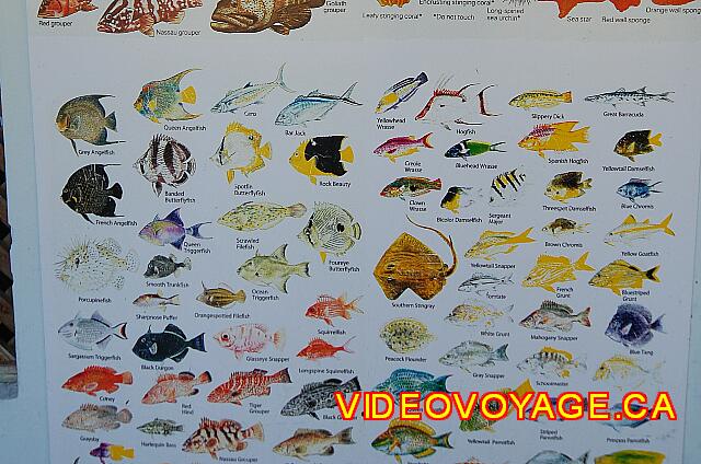 Republique Dominicaine Puerto Plata Iberostar Costa Dorada Other fish.