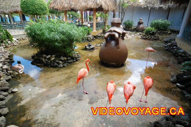 Republique Dominicaine Puerto Plata Iberostar Costa Dorada Siempre divertido de ver.