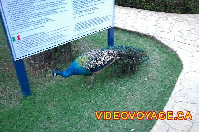 Republique Dominicaine Puerto Plata Iberostar Costa Dorada Pavos reales vagan libremente en el sitio.