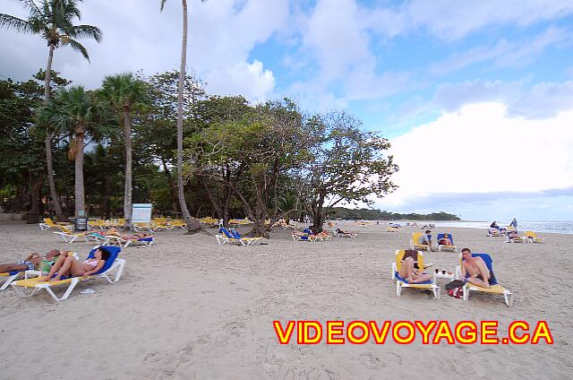 Republique Dominicaine Puerto Plata Iberostar Costa Dorada Trees on the beach, but little palm.