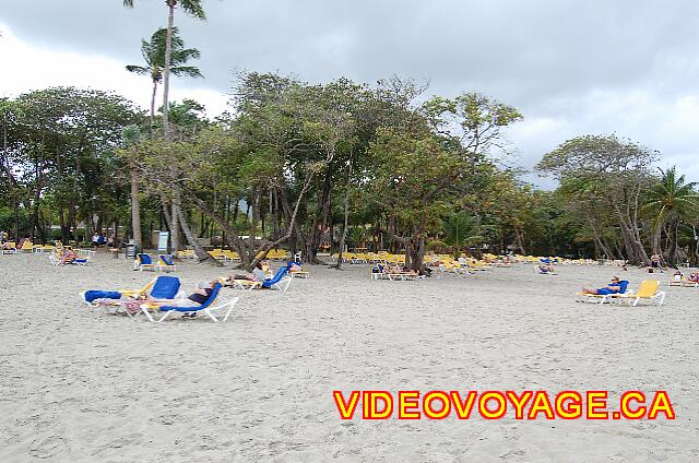 Republique Dominicaine Puerto Plata Iberostar Costa Dorada Behind the trees, a lot of sunbed.