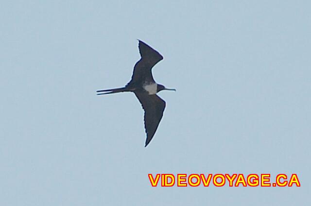 Mexique Bucerias Royal Decameron Vallarta Plusieurs oiseaux sur le bord de la mer.