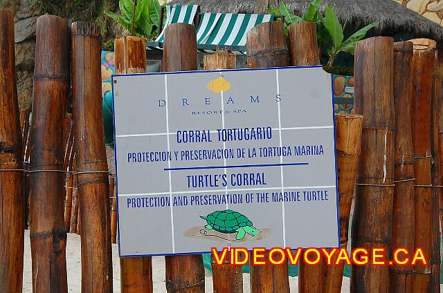 Mexique Puerto Vallarta Dreams Puerto Vallarta Un espace cloturé sur la plage, les oeufs des tortues qui sont pondu dans le sable de la plage sont déplacé ici.