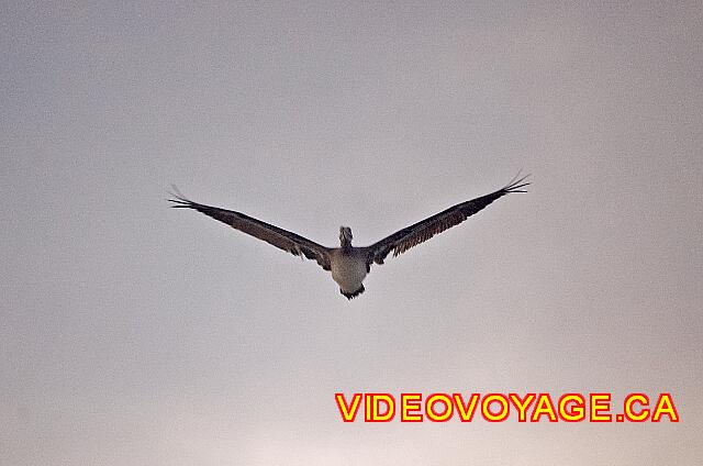 Mexique Nuevo Vallarta Riu Jalisco Some birds fishing ...