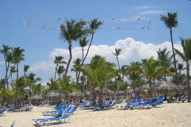 Republique Dominicaine Punta Cana Gran Bahia Principe Most palms are still young on the beach.