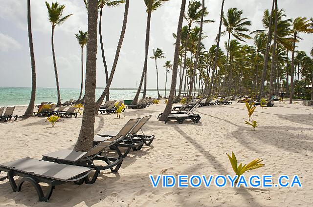 Republique Dominicaine Punta Cana Barcelo Bavaro Palace Deluxe Le soleil du matin, l'ombre des palmiers sur la plage.