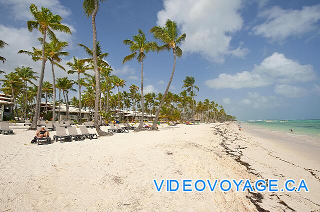 Republique Dominicaine Punta Cana Barcelo Bavaro Palace Deluxe Un peu de dépot d'algue sur la plage.