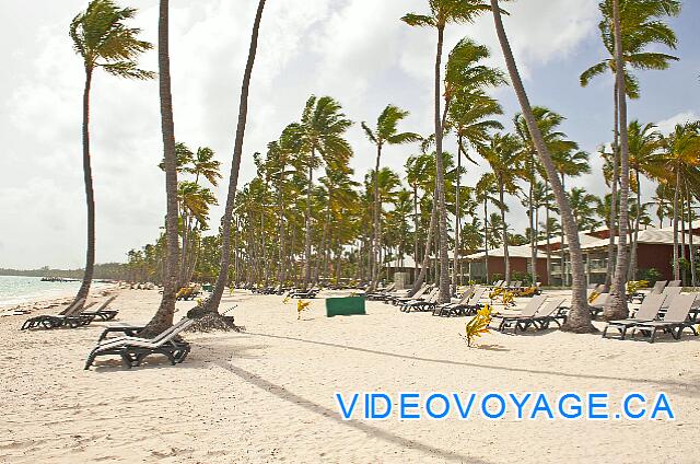 Republique Dominicaine Punta Cana Barcelo Bavaro Palace Deluxe Une pente douce sur la plage, de nombreux palmier sur la plage, mais pas de palapas.