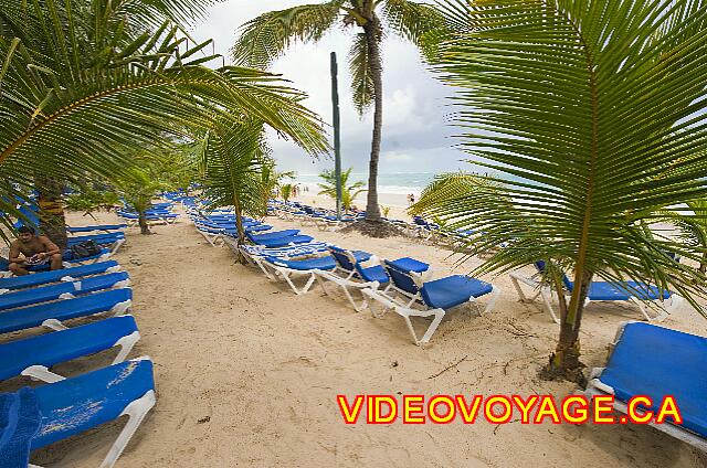 Republique Dominicaine Punta Cana Punta Cana De nombreuses chaises longues sur la plage entre les palmiers.