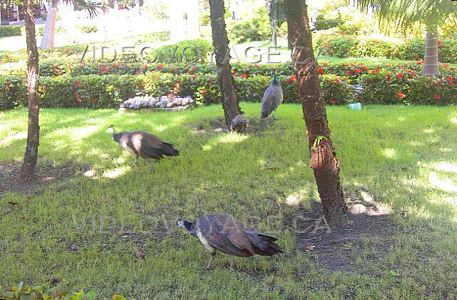 Republique Dominicaine Punta Cana Vista Sol Punta Cana Pavos reales vagan libremente en el sitio. Sus hazañas no dejan indiferente a nadie. A veces se suben en los tejados de los edificios altos.