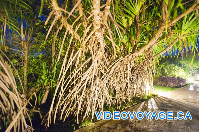 Republique Dominicaine Punta Cana Club Caribe Uno de los muchos árboles con raíces que crecen en el agua.