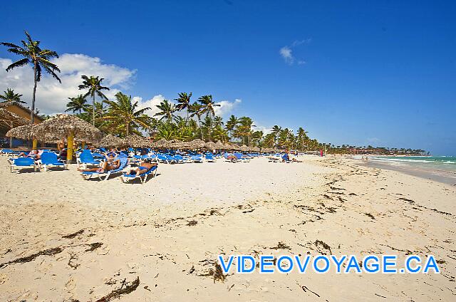 Republique Dominicaine Punta Cana Club Caribe Il peut avoir un peu de dépot d'algue sur la plage, mais généralement peu n'étant pas un secteur avec de l'algue.