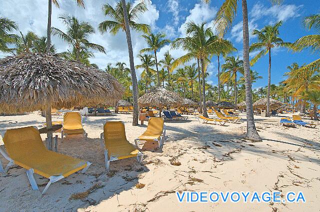 République Dominicaine Punta Cana Catalonia Bavaro Tumbonas y palapas en la playa, un poco de algas en el depósito de arena.