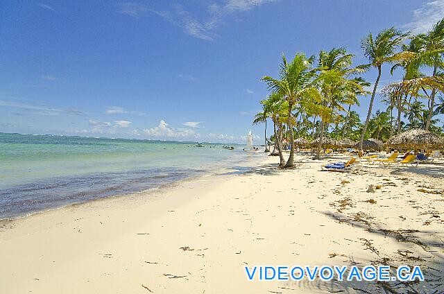 République Dominicaine Punta Cana Catalonia Bavaro Hacia el sur, las palmeras que crecen cerca de la orilla del mar.