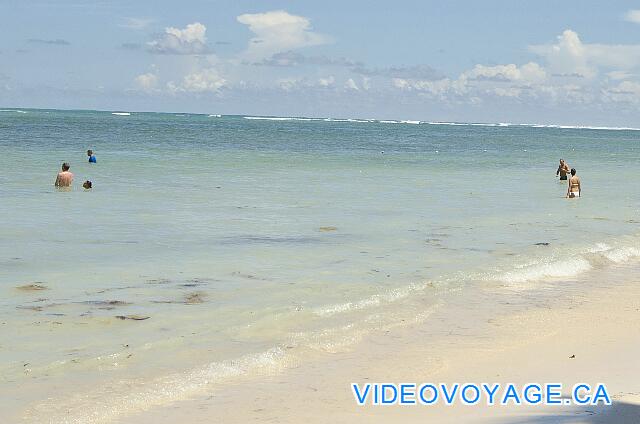 République Dominicaine Punta Cana Catalonia Bavaro Un poco de alga marina que flota en la orilla del agua.