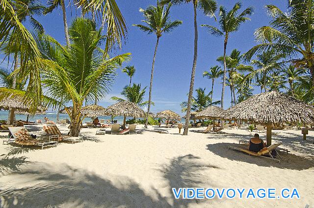 République Dominicaine Punta Cana Catalonia Bavaro Las palapas y tumbonas en la playa.