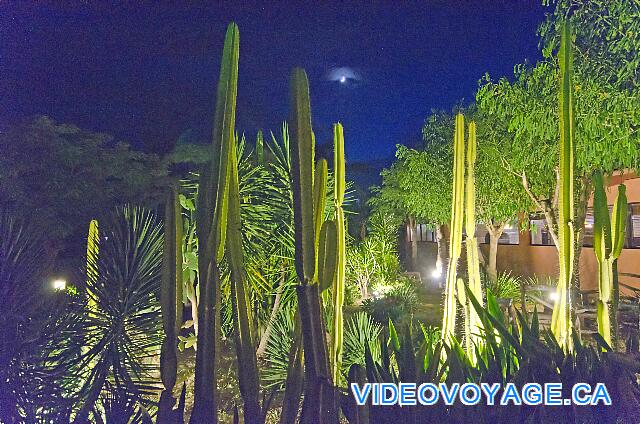 République Dominicaine Punta Cana Catalonia Bavaro La luz en la vegetación por la noche.