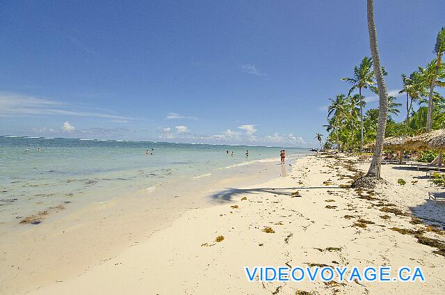 République Dominicaine Punta Cana Catalonia Bavaro Royal Una playa con los depósitos de algas marinas y algas que flotan en el agua de forma continua.