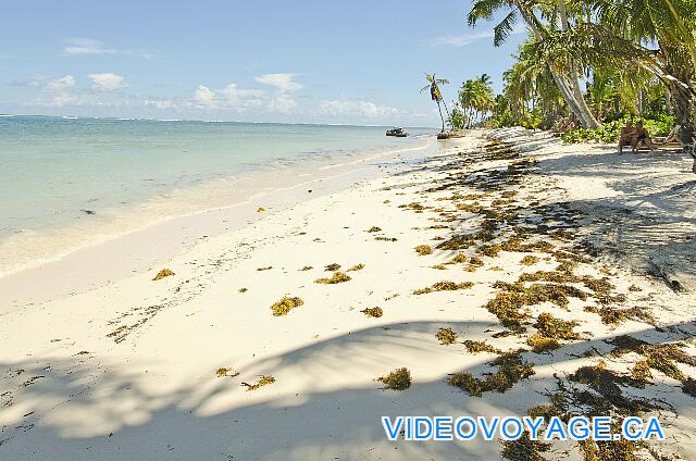 République Dominicaine Punta Cana Catalonia Bavaro Royal Muchos depósitos de algas en la playa.