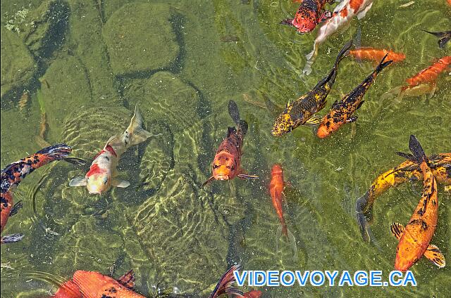 République Dominicaine Punta Cana Dreams Punta Cana With a lot of fish in the pond.