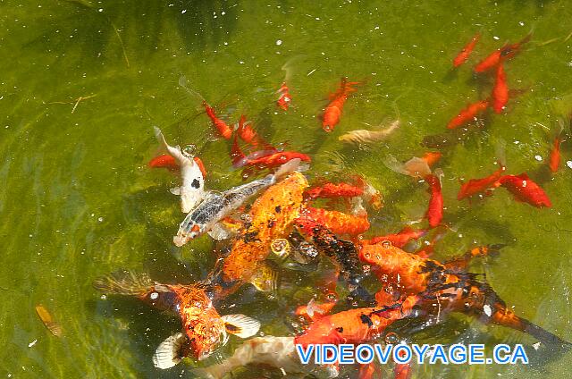 République Dominicaine Punta Cana Dreams Punta Cana With a lot of fish in the pond.