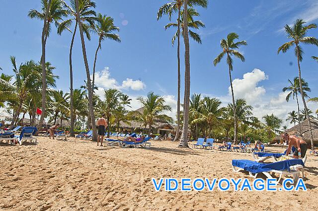 République Dominicaine Punta Cana Dreams Punta Cana De nombreux palmiers sur la plage avec une pente douce vers l'océan.