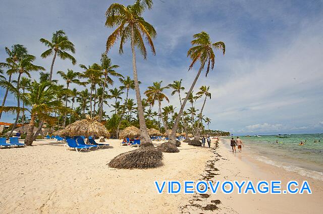 République Dominicaine Punta Cana Dreams Palm Beach Il y a toujours un dépot d'algue sur le bord de la plage.